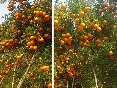 Bumper Harvest of Orange, Nagaland