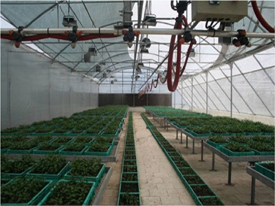 Production of Orange Seedling inside Hi-Tech Greenhouse, Sikkim
