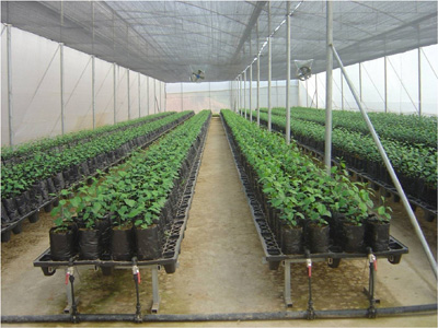 Hi-Tech Nursery for Citrus at Chite Raising of Rootstock (Volkameriana) for Budding (Public Sector), Mizoram