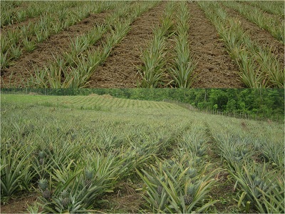 Pineapple Cultivation, Nagaland